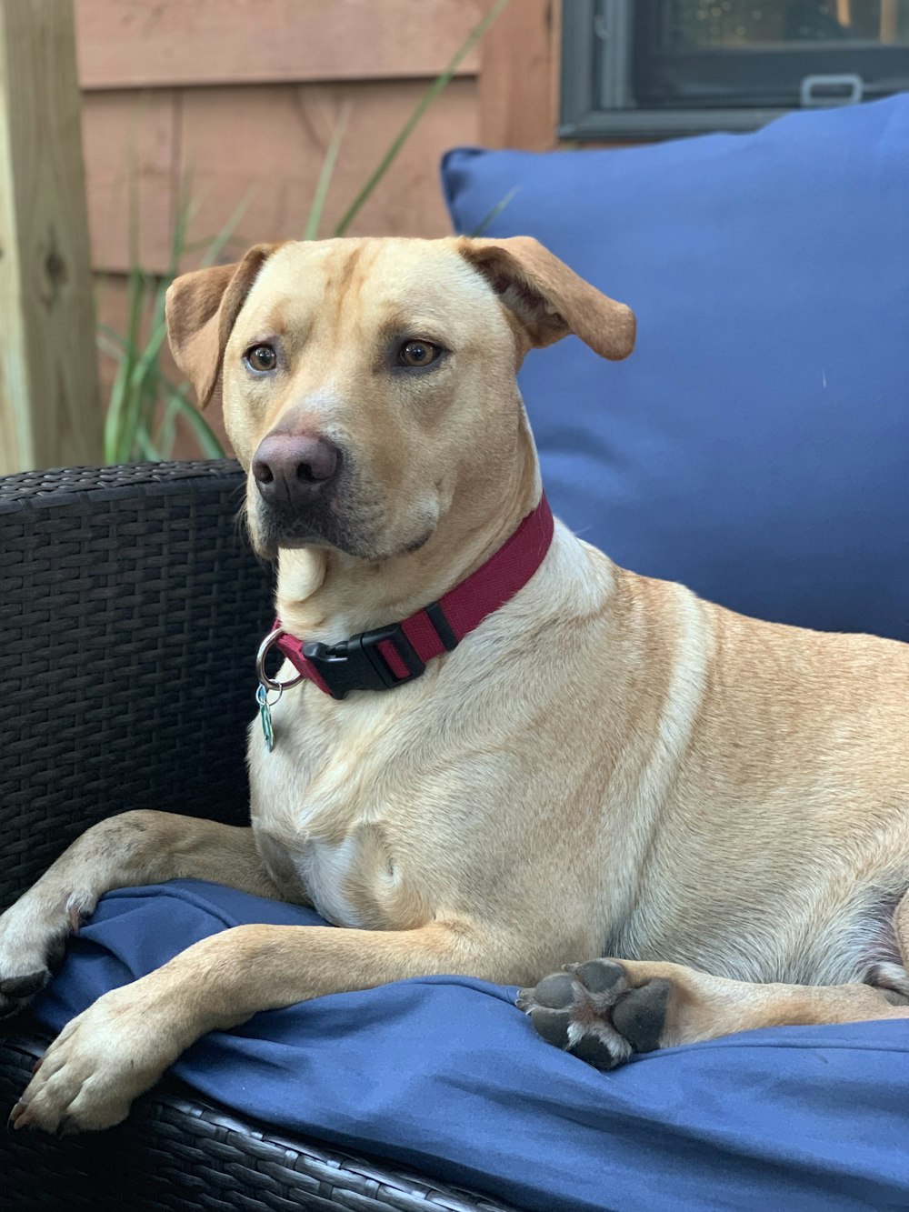 short-coated tan dog on sofa