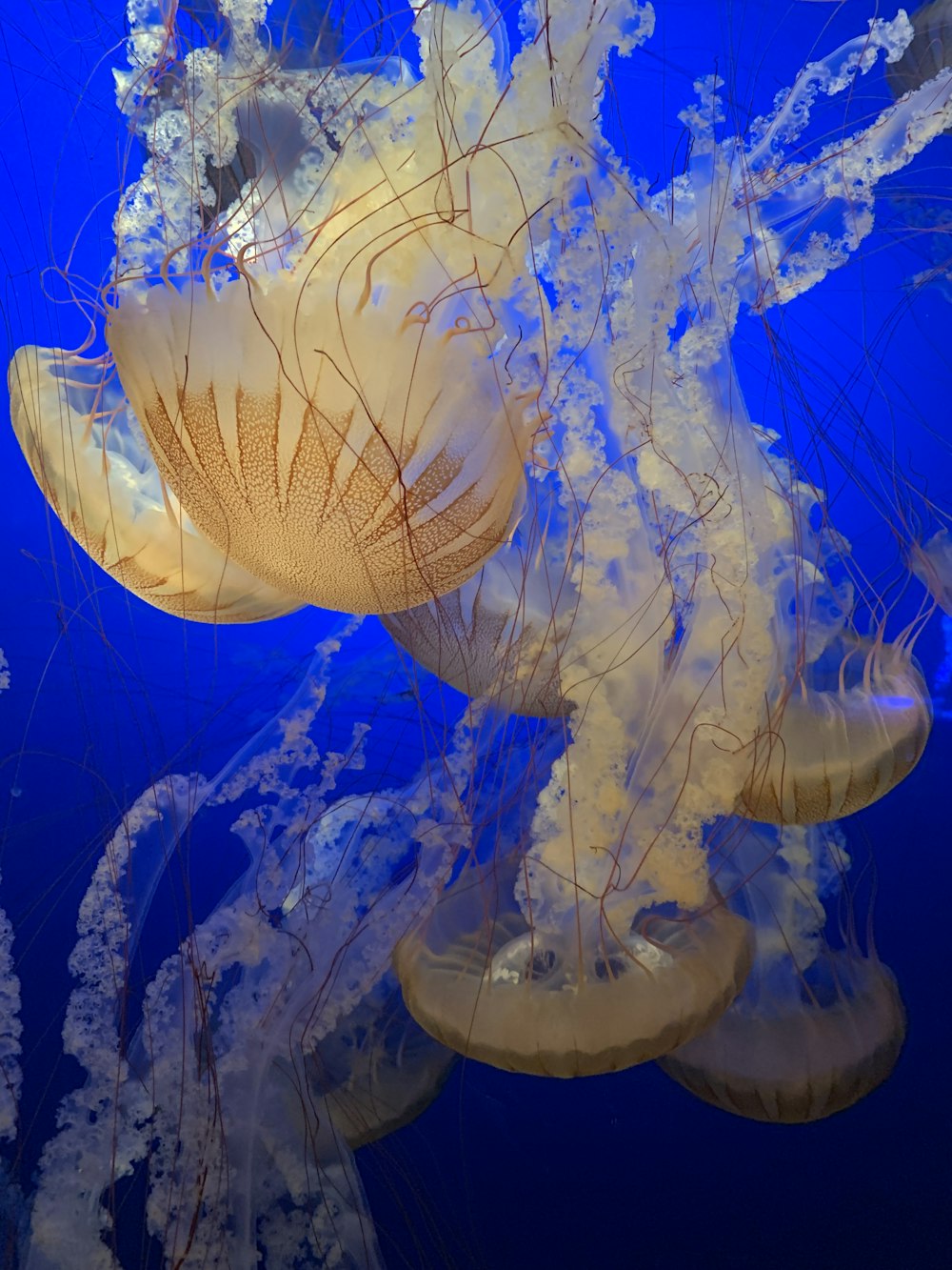 brown jellyfish lot under water close-up photography