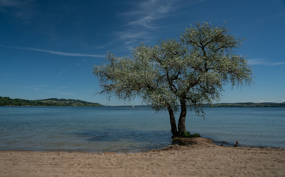 green trees beside body of water at daytime