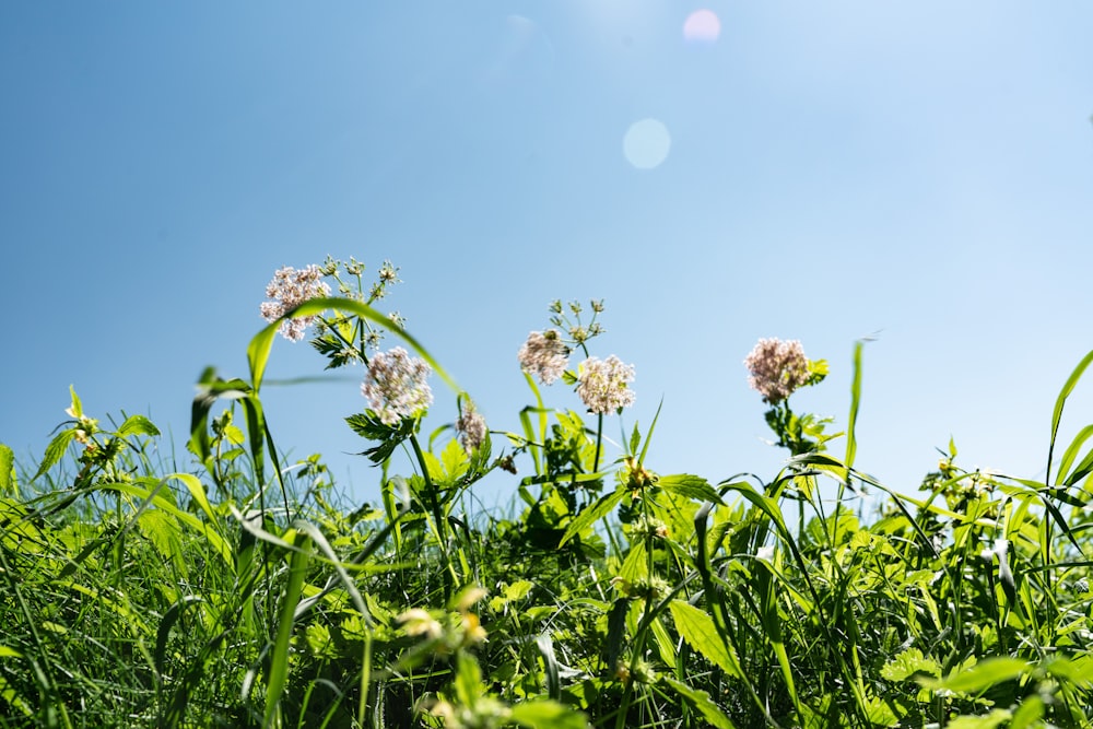 green plant under blue sky during daytime