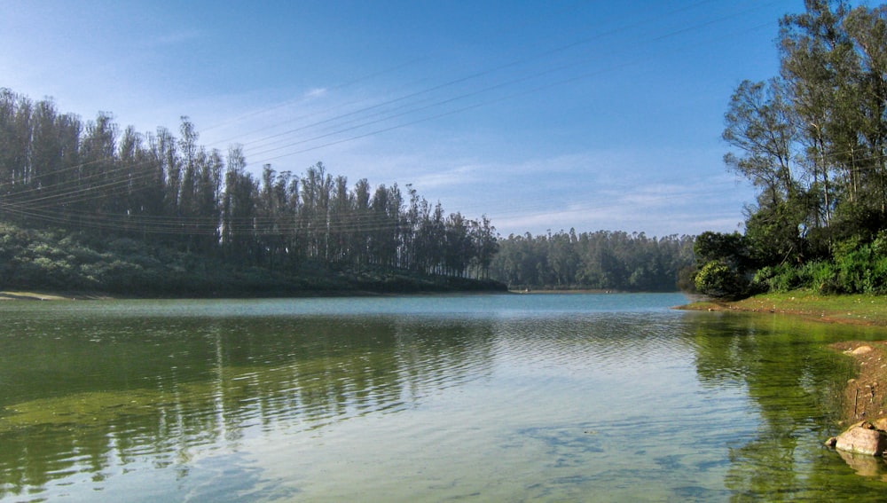 green trees body of water during daytime