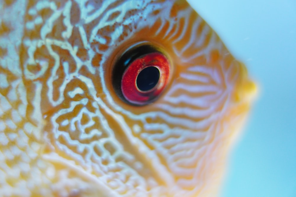 a close up of a fish with a red eye