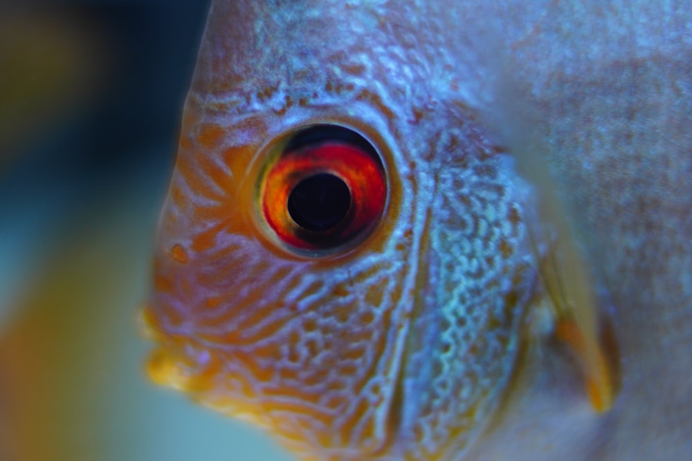foto de closeup de peixes laranja e branco