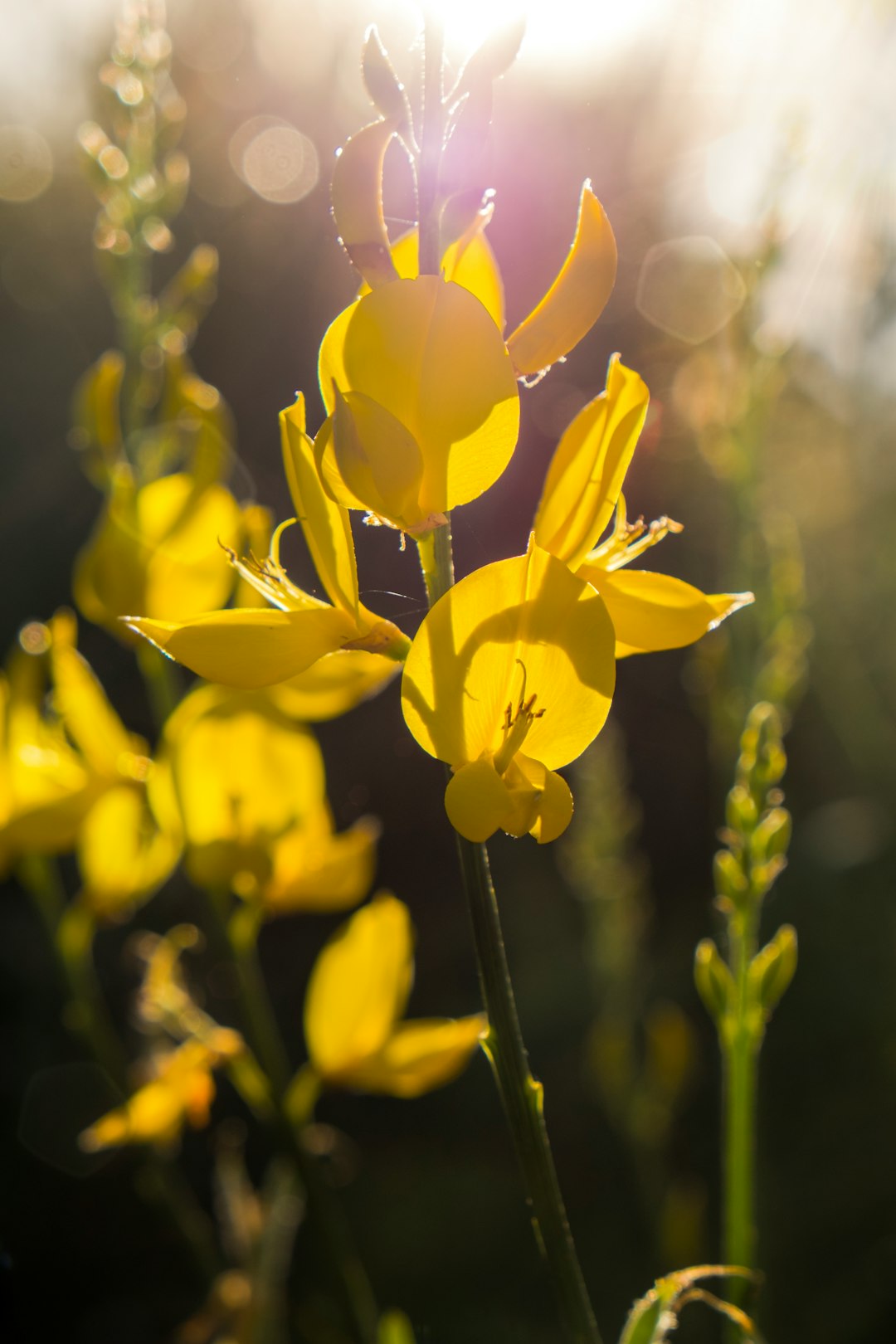 yellow-petaled flower