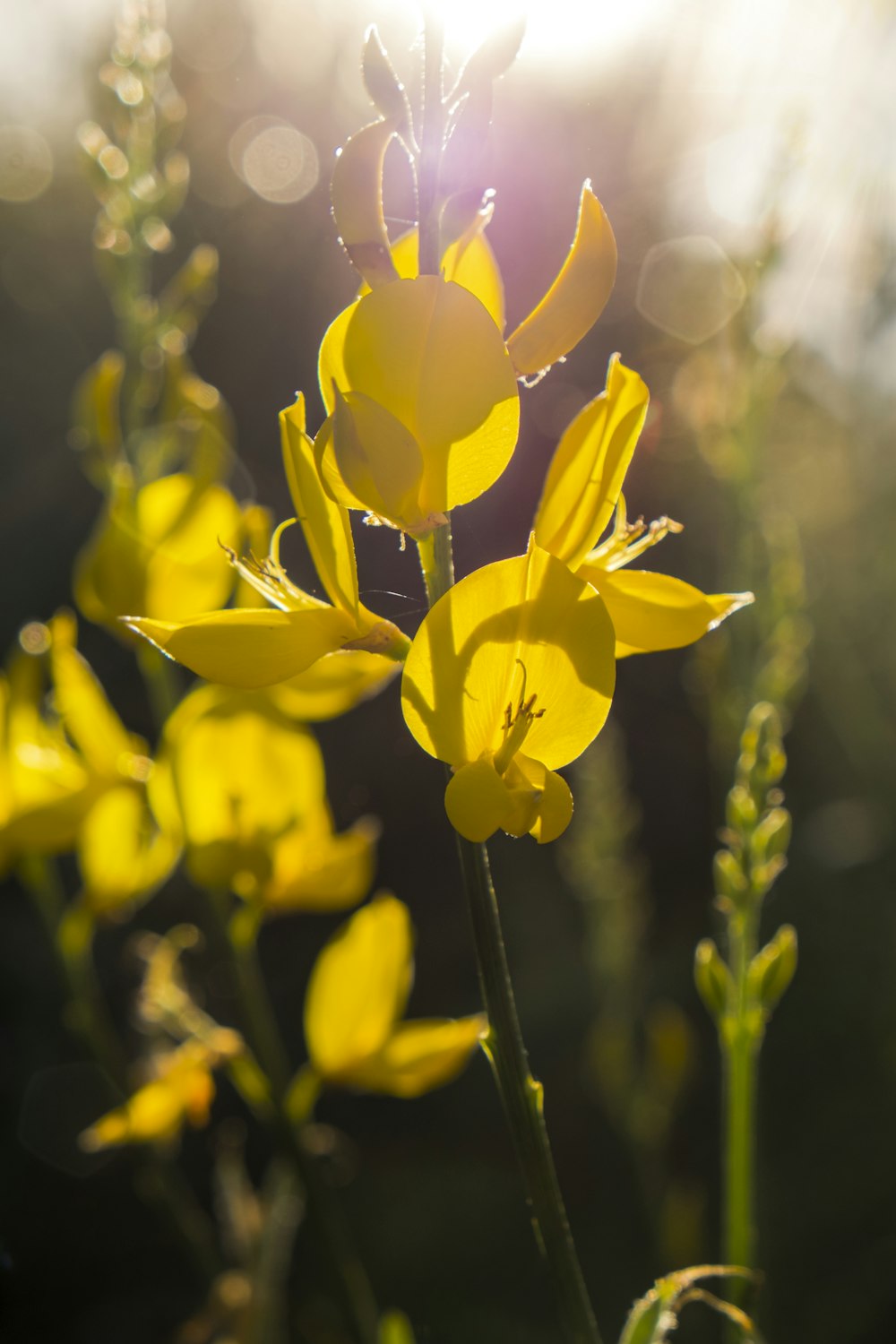 yellow-petaled flower