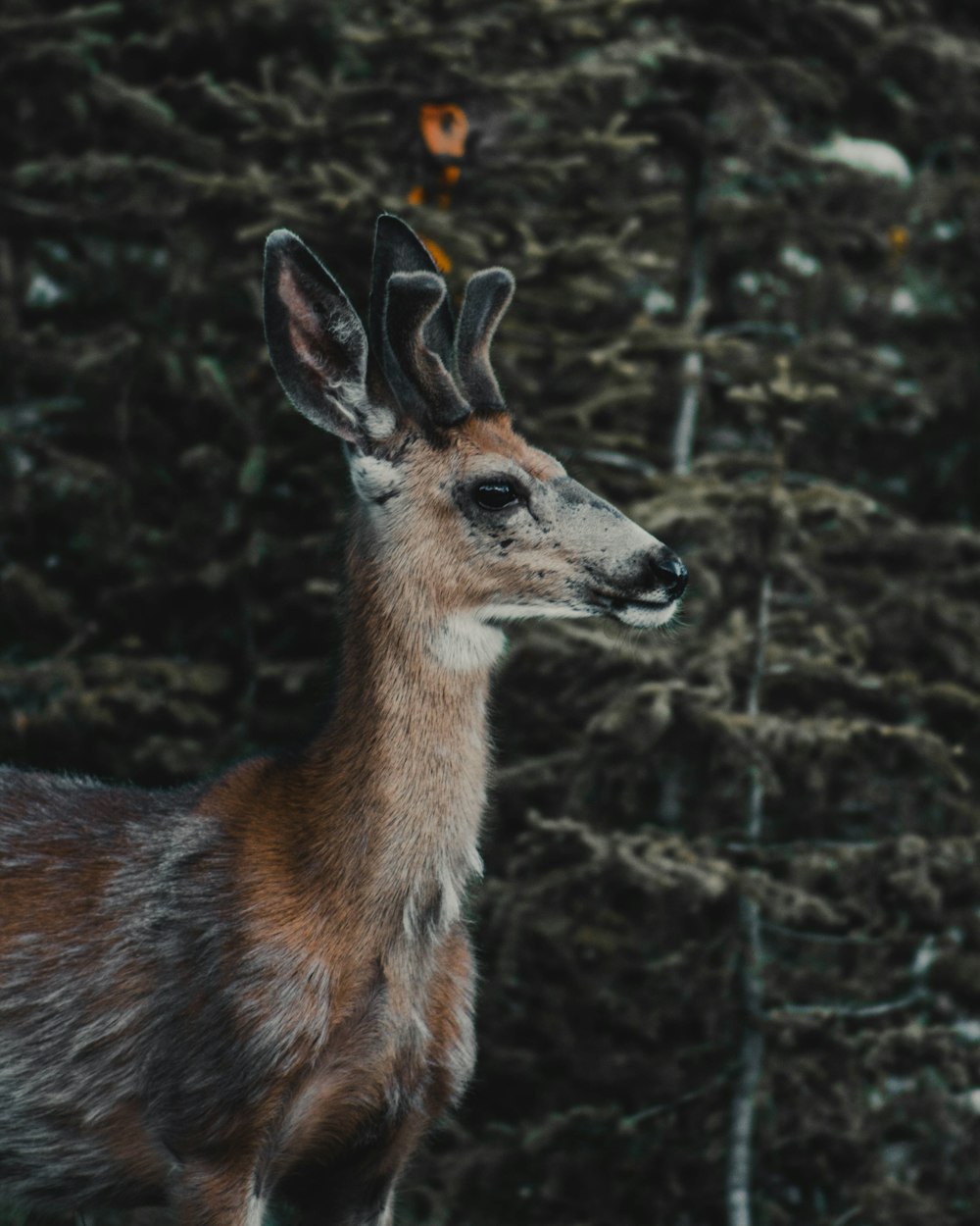 shallow focus photo of brown deer