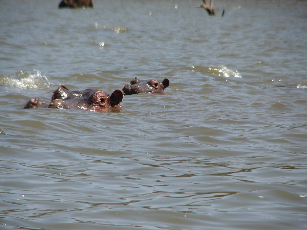 2 hippos on body of water