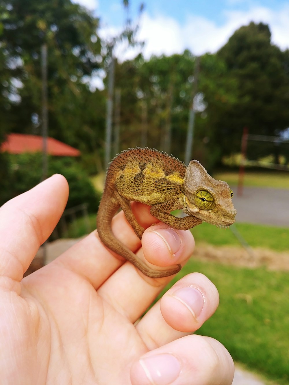 brown chameleon on human finger