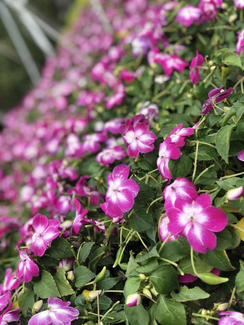 selective focus photo of purple-and-white-petaled flowers