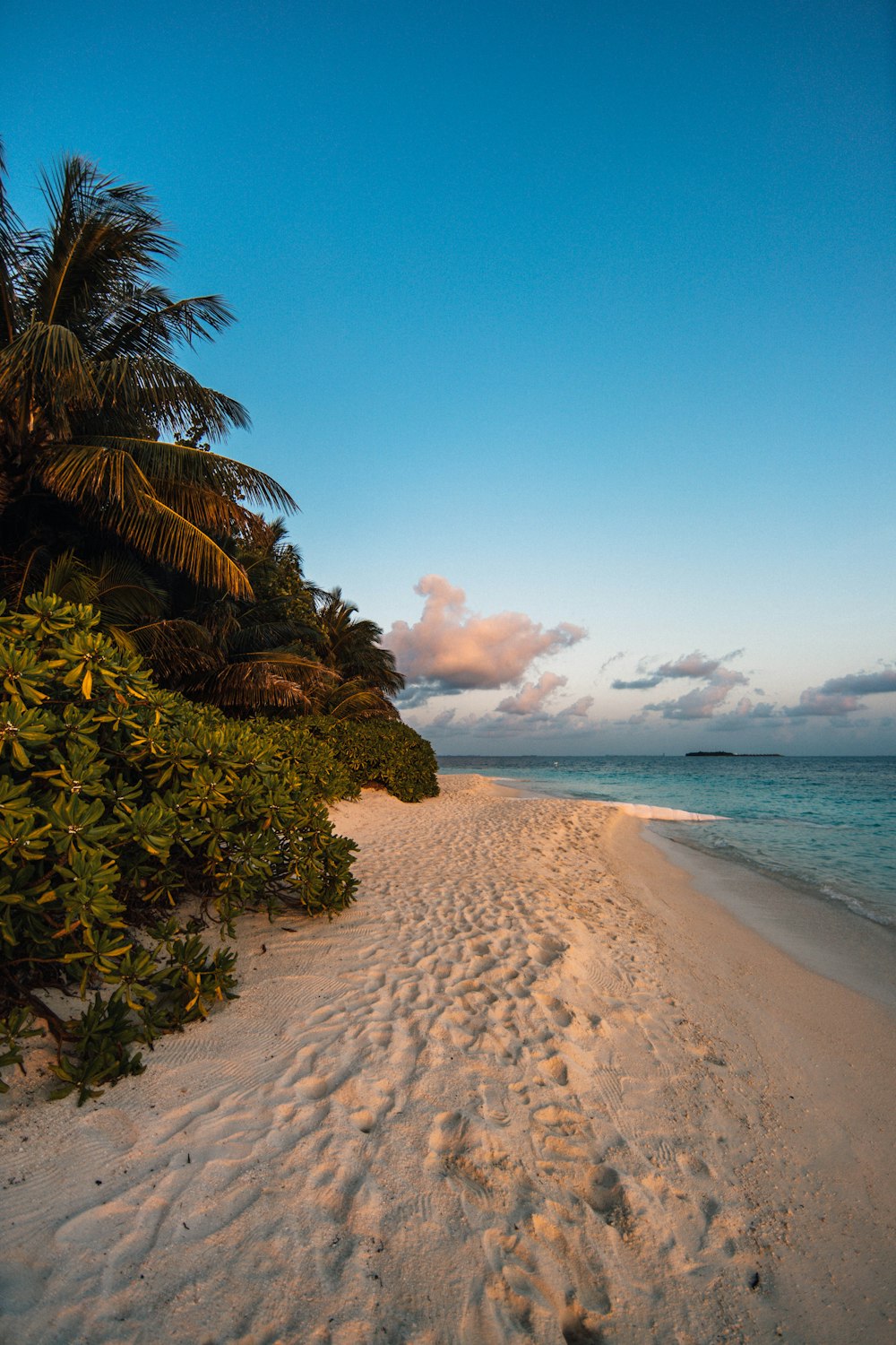 trees and sand shore during day