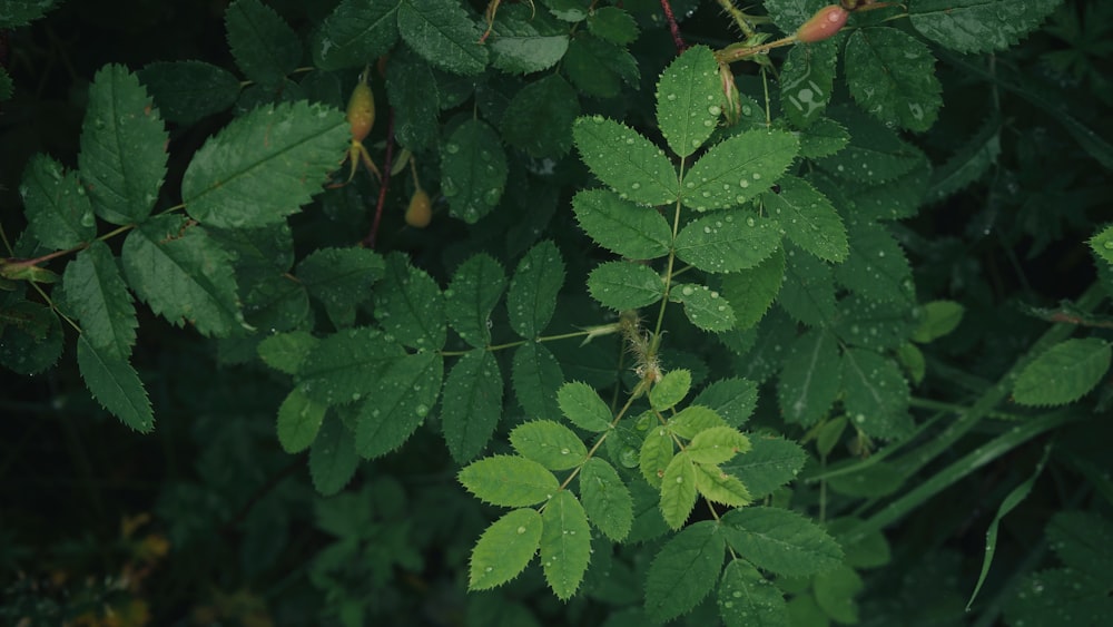 green-leafed plant