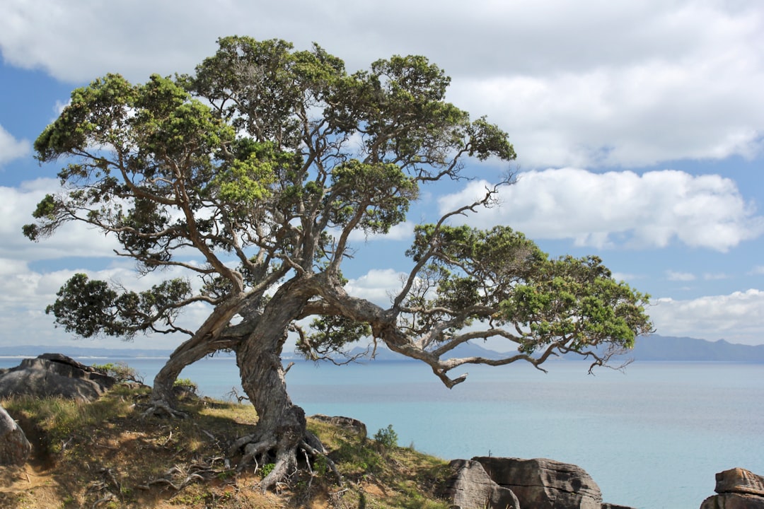 Pohutukawa trees growing together on Waipu coastal walk.