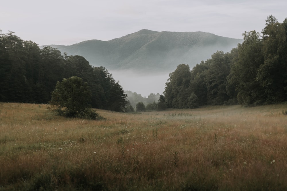 brown field near trees