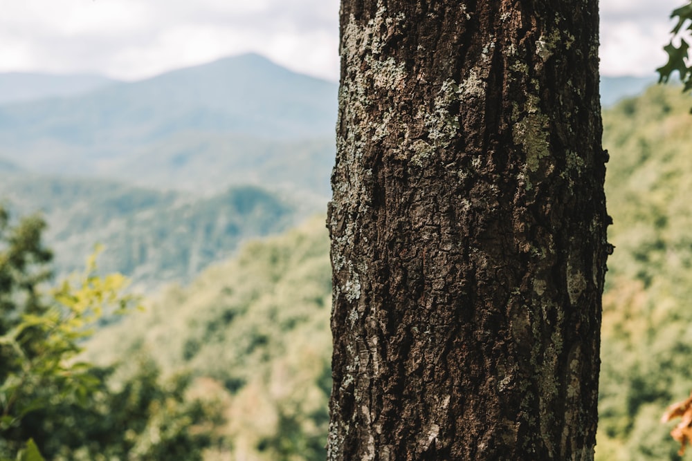 green-leafed tree