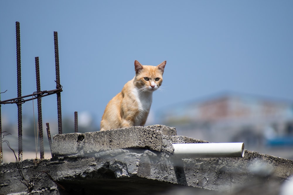 orange and white cat on rock