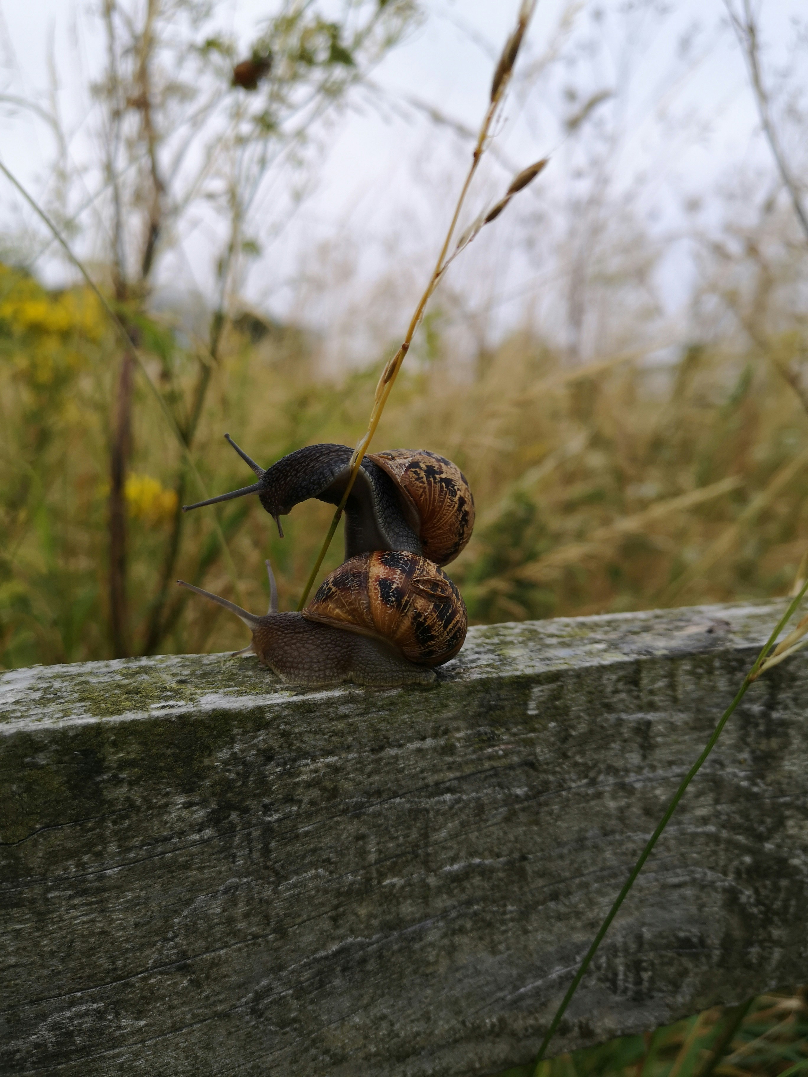 Bebbux Gourmet Snail Delights