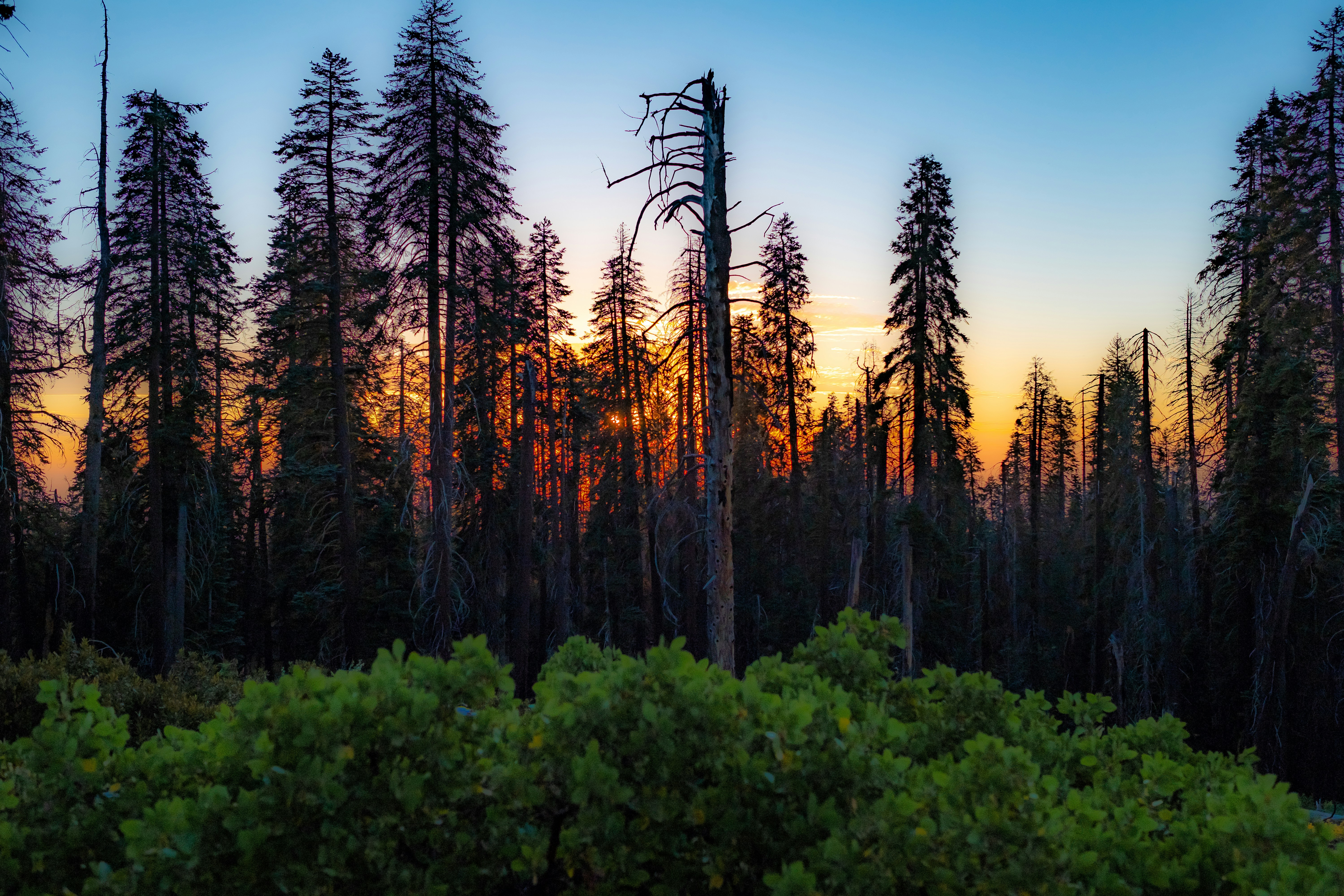 bare tree among trees