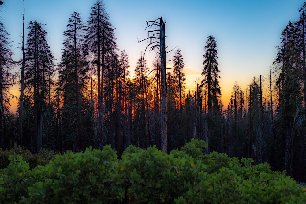 bare tree among trees