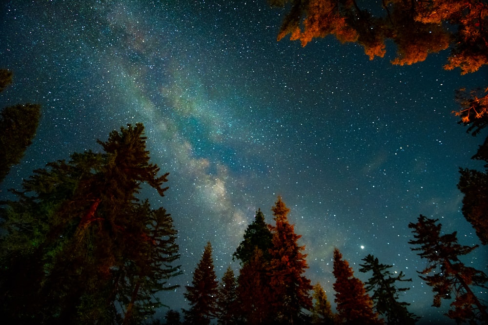 trees under starry sky