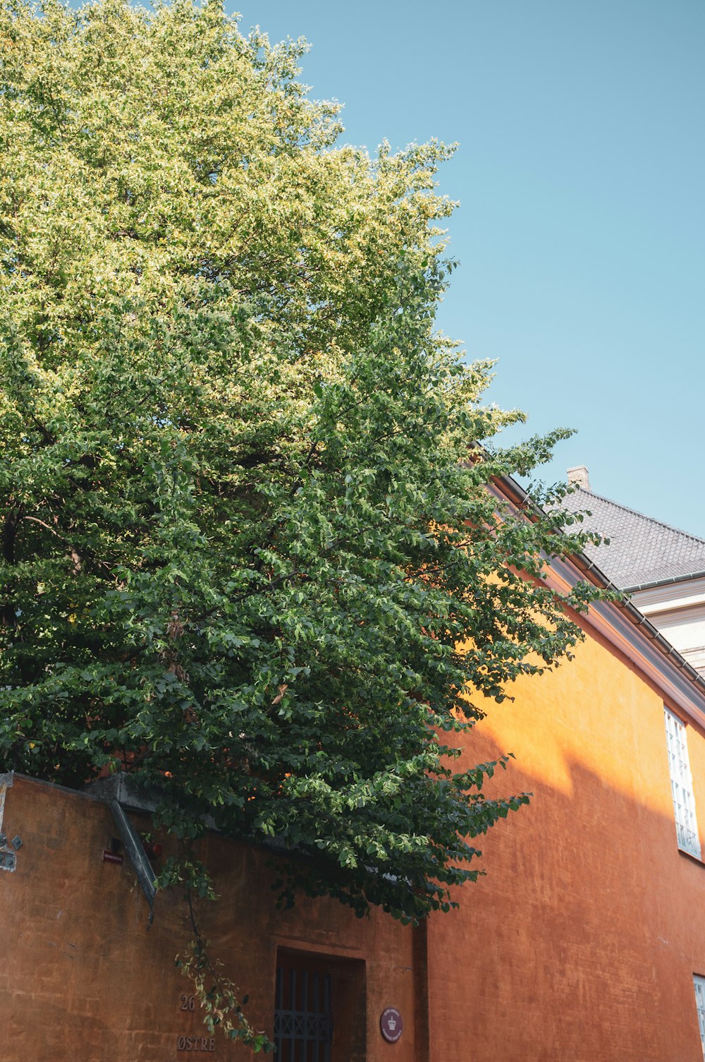 green trees in fence