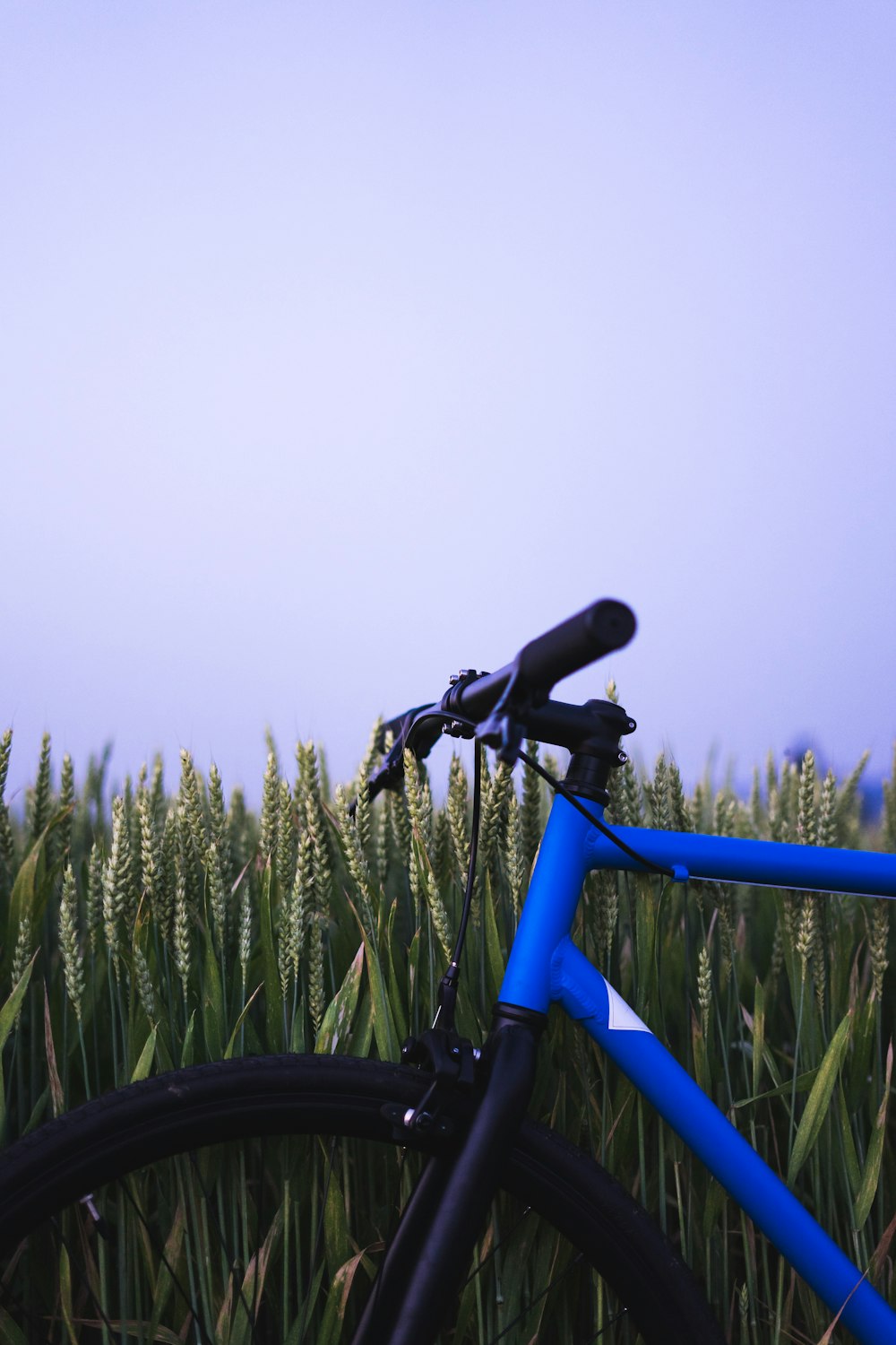 a blue bicycle parked in a field of wheat