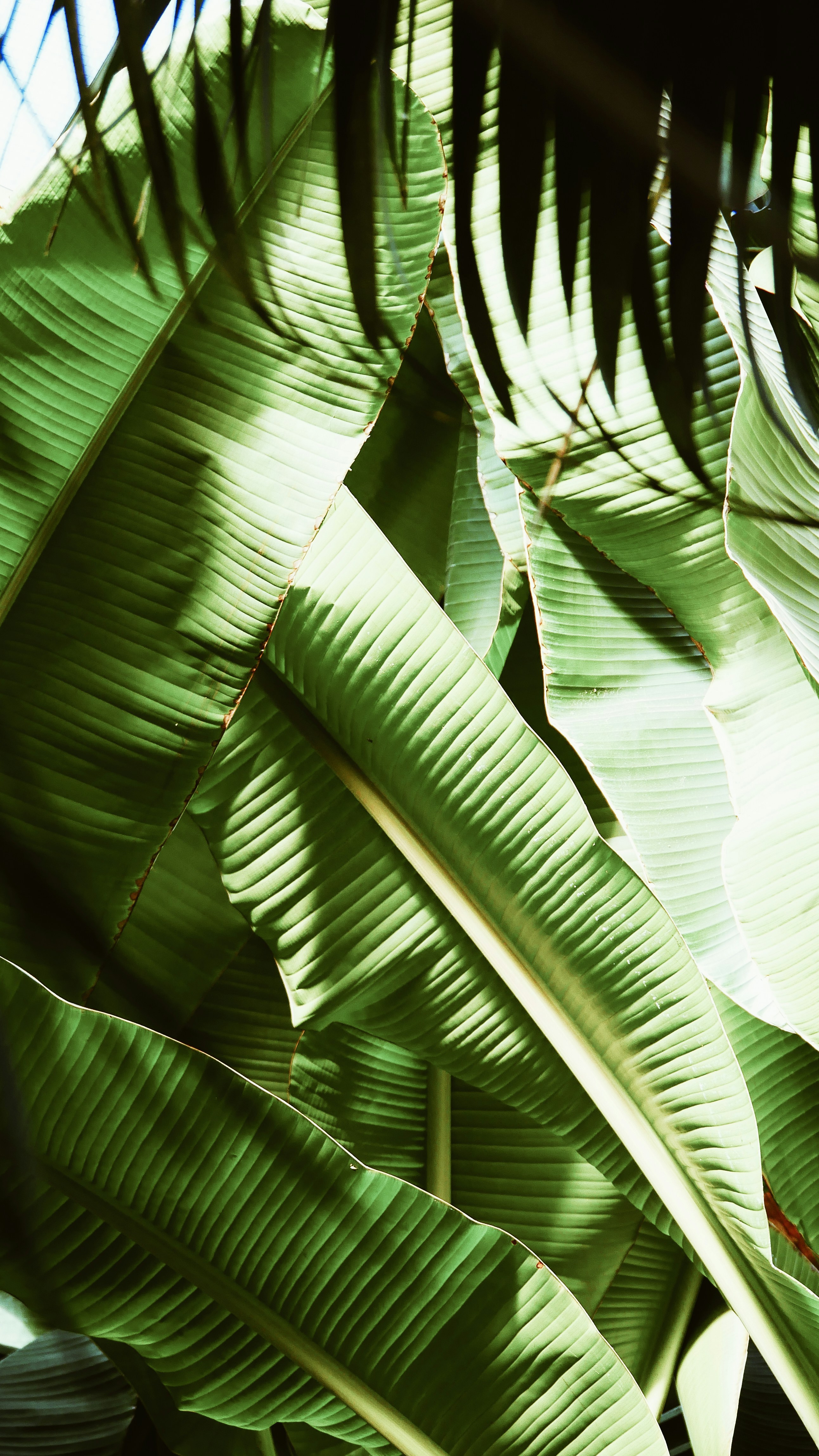 Jungle Leaf Pictures | Download Free Images on Unsplash
