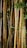 A dense cluster of bamboo stalks with a mixture of green and brown hues, surrounded by small green leaves. The bamboo appears robust and textured, capturing the natural beauty and resilience of these plants.