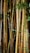 A dense cluster of bamboo stalks with a mixture of green and brown hues, surrounded by small green leaves. The bamboo appears robust and textured, capturing the natural beauty and resilience of these plants.