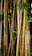 A dense cluster of bamboo stalks with a mixture of green and brown hues, surrounded by small green leaves. The bamboo appears robust and textured, capturing the natural beauty and resilience of these plants.