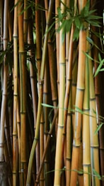 A dense cluster of bamboo stalks with a mixture of green and brown hues, surrounded by small green leaves. The bamboo appears robust and textured, capturing the natural beauty and resilience of these plants.