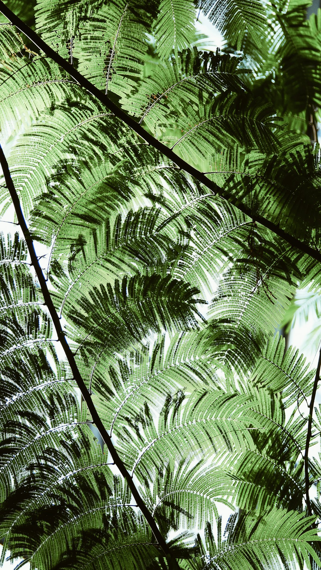 closeup photo of green plants