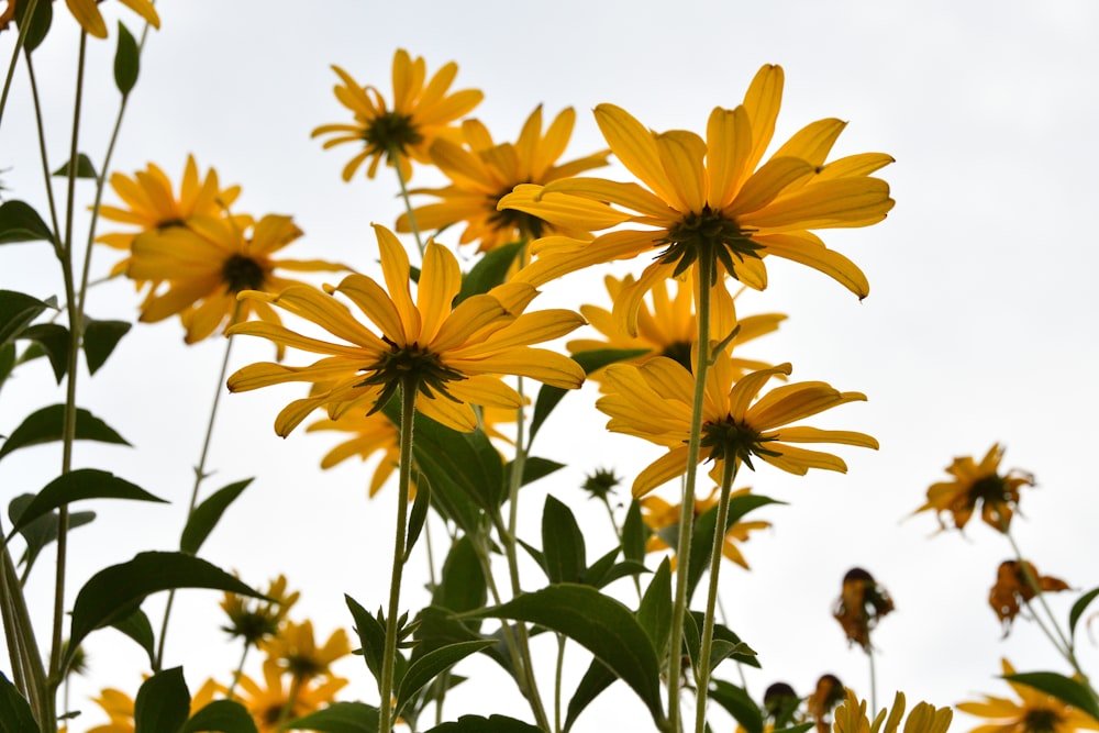 field of sunflowers