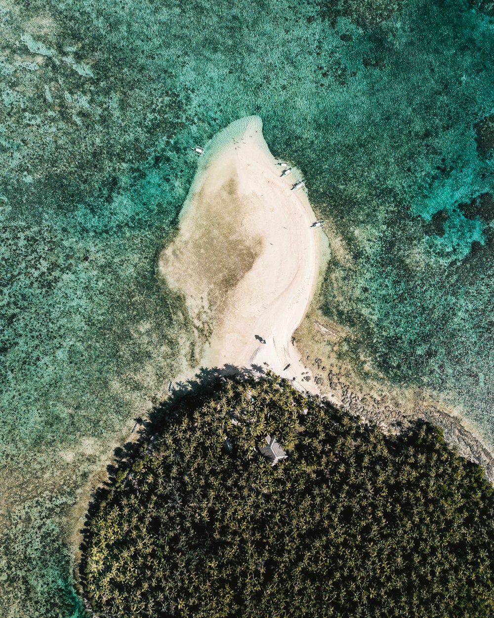 Fotografía aérea de la orilla del mar cerca de los árboles