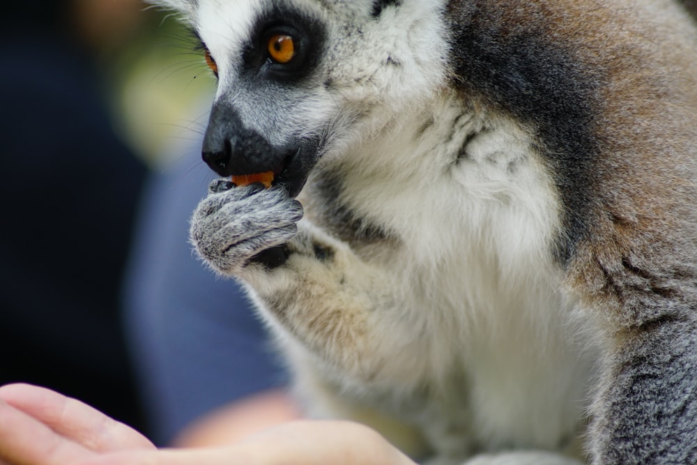 white and brown animal