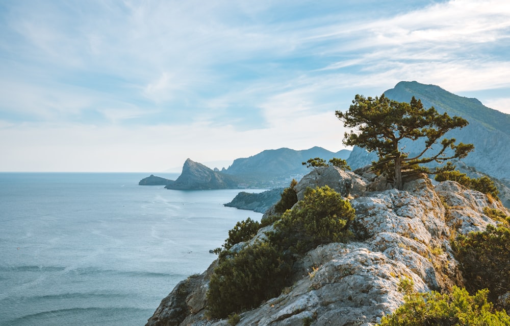 tree on hill