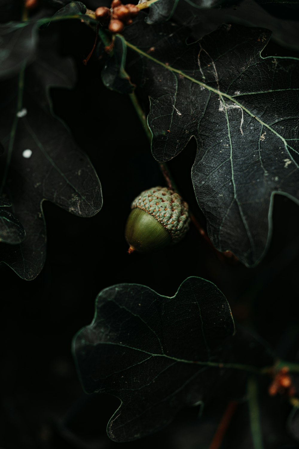 녹색 너트 나뭇잎 근처 클로즈업 사진