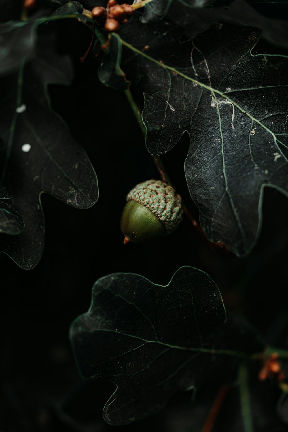 green nut near leafs close-up photography