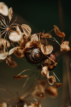 brown snails macro photography