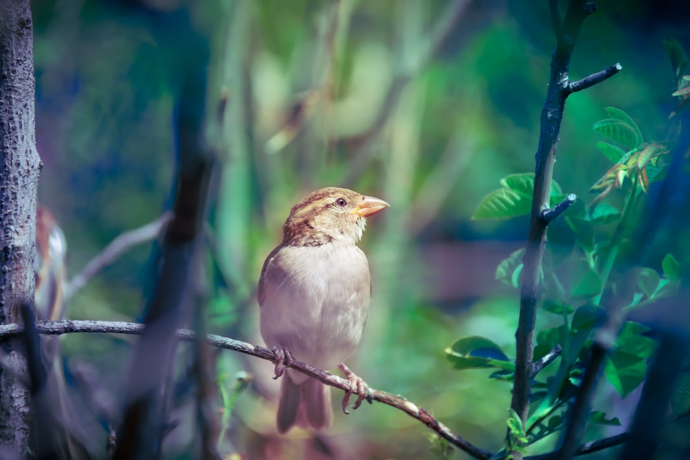 brown and white bird perched on twig