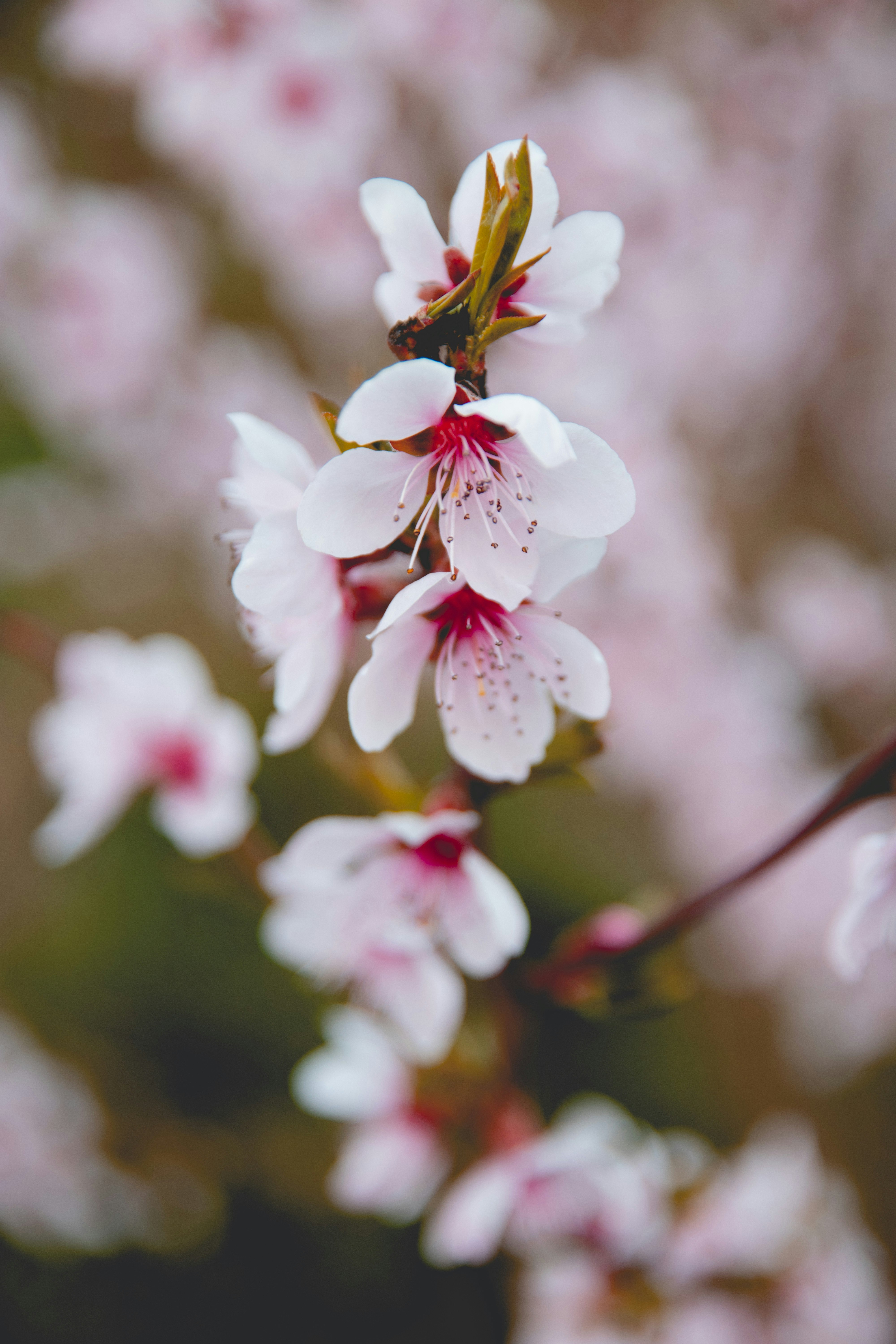 selective focus photo of white petaled flowers