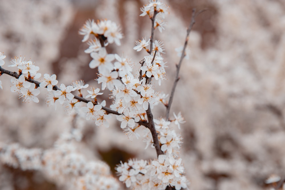 white petaled flowers in bloom