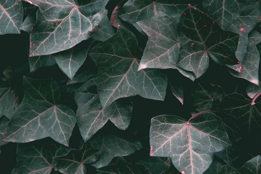 green-leafed plant