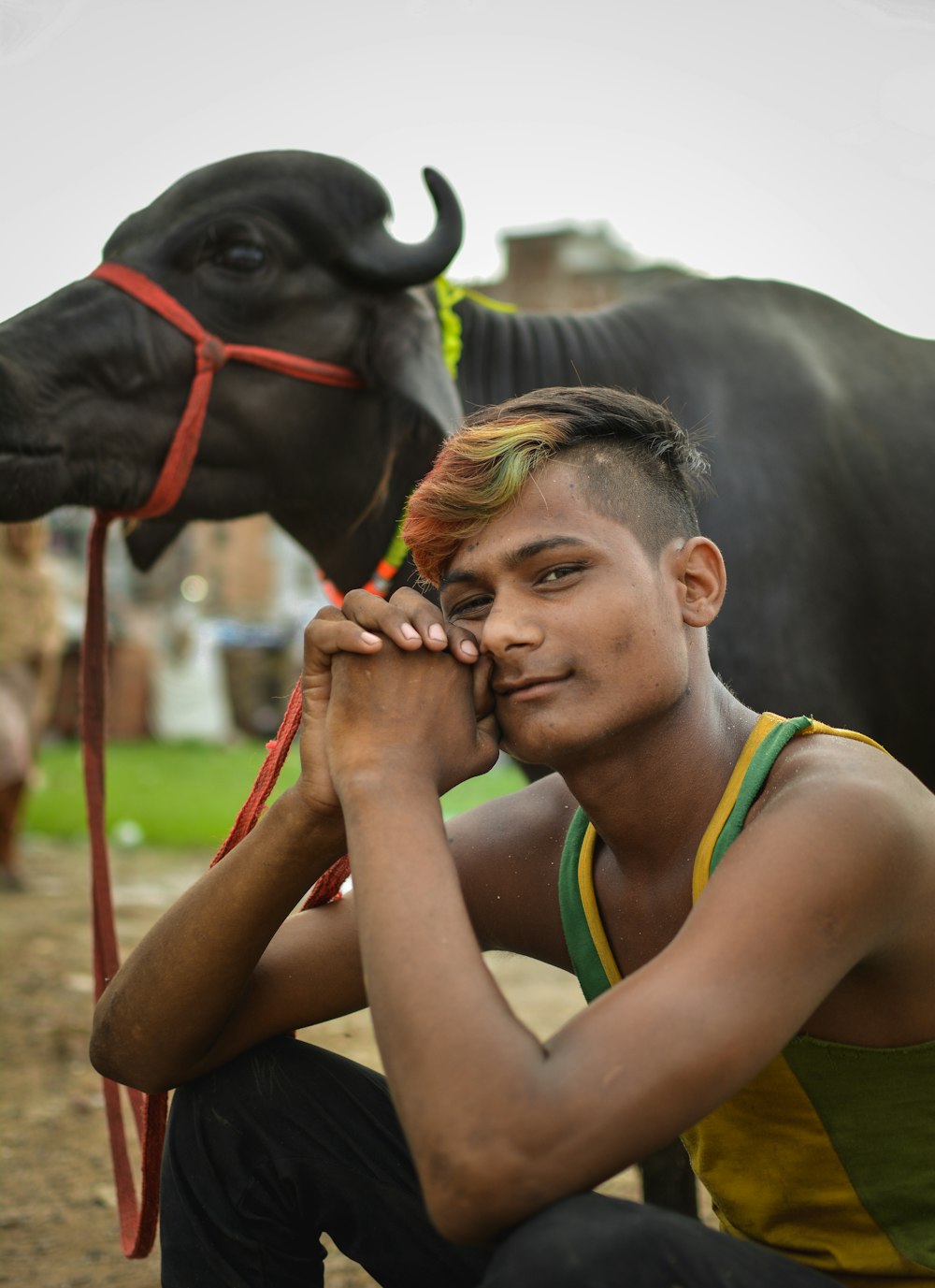 man sitting beside water buffalo