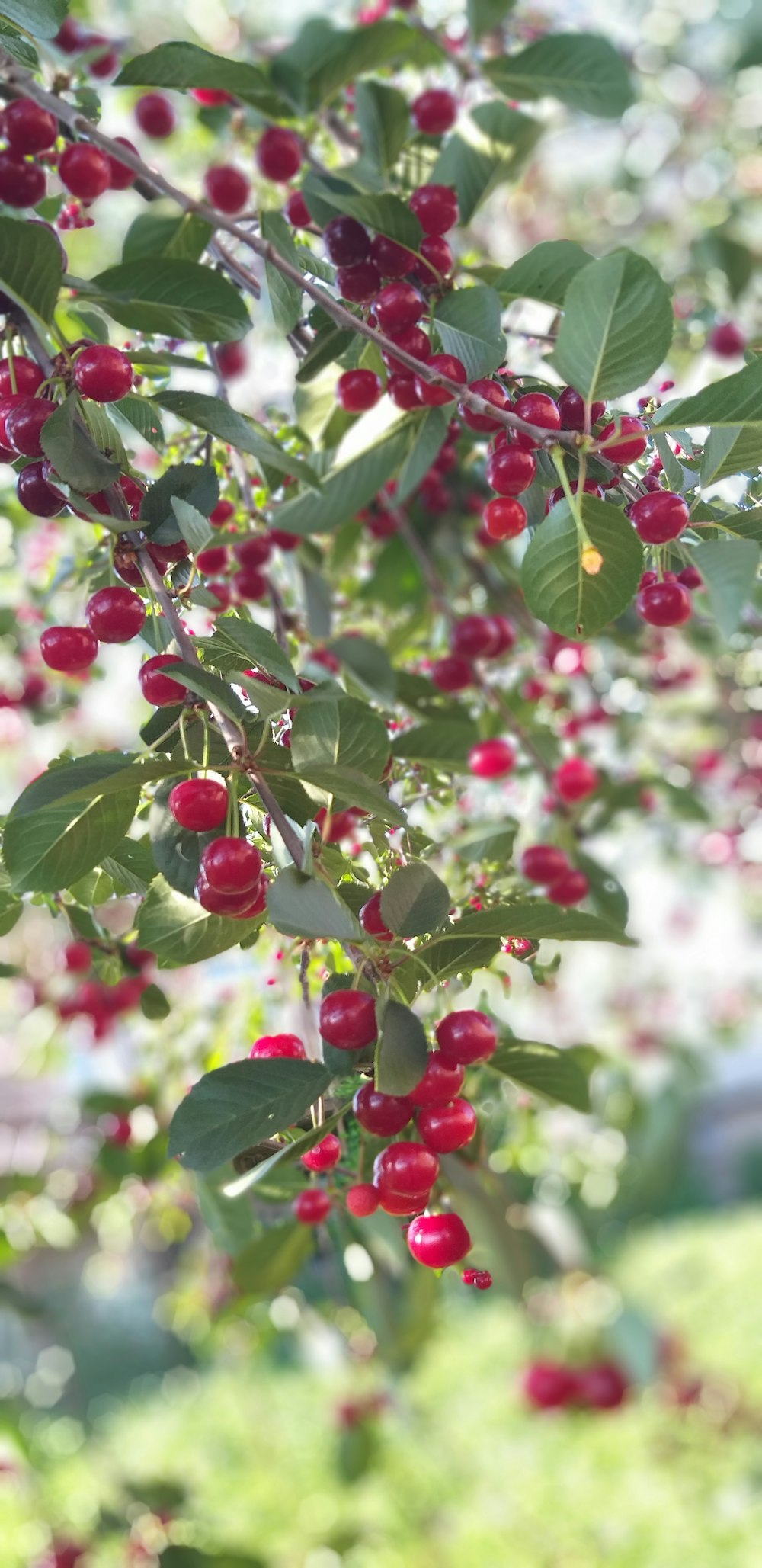 green leaf plant with red berries