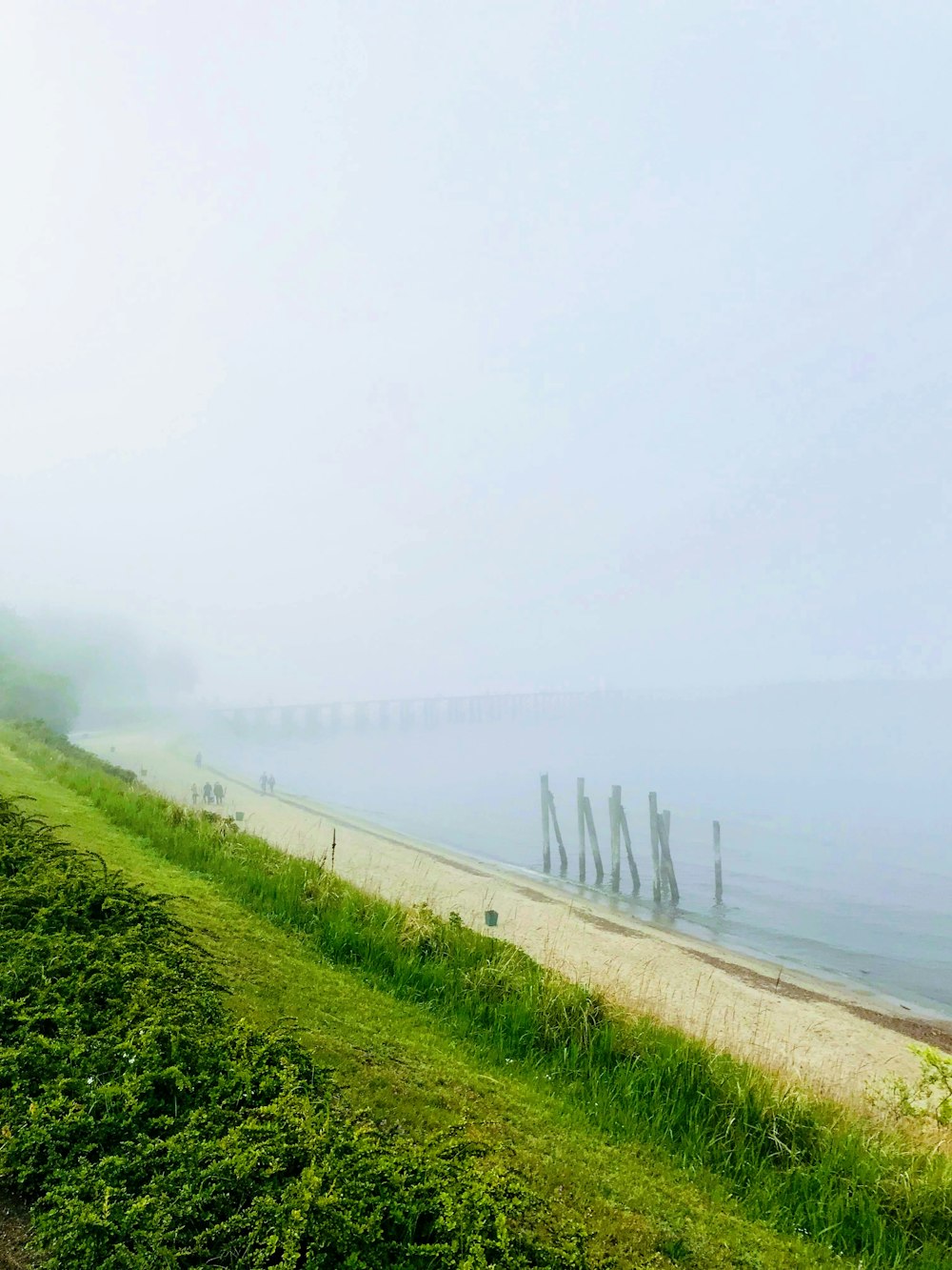 green grass field beside sea