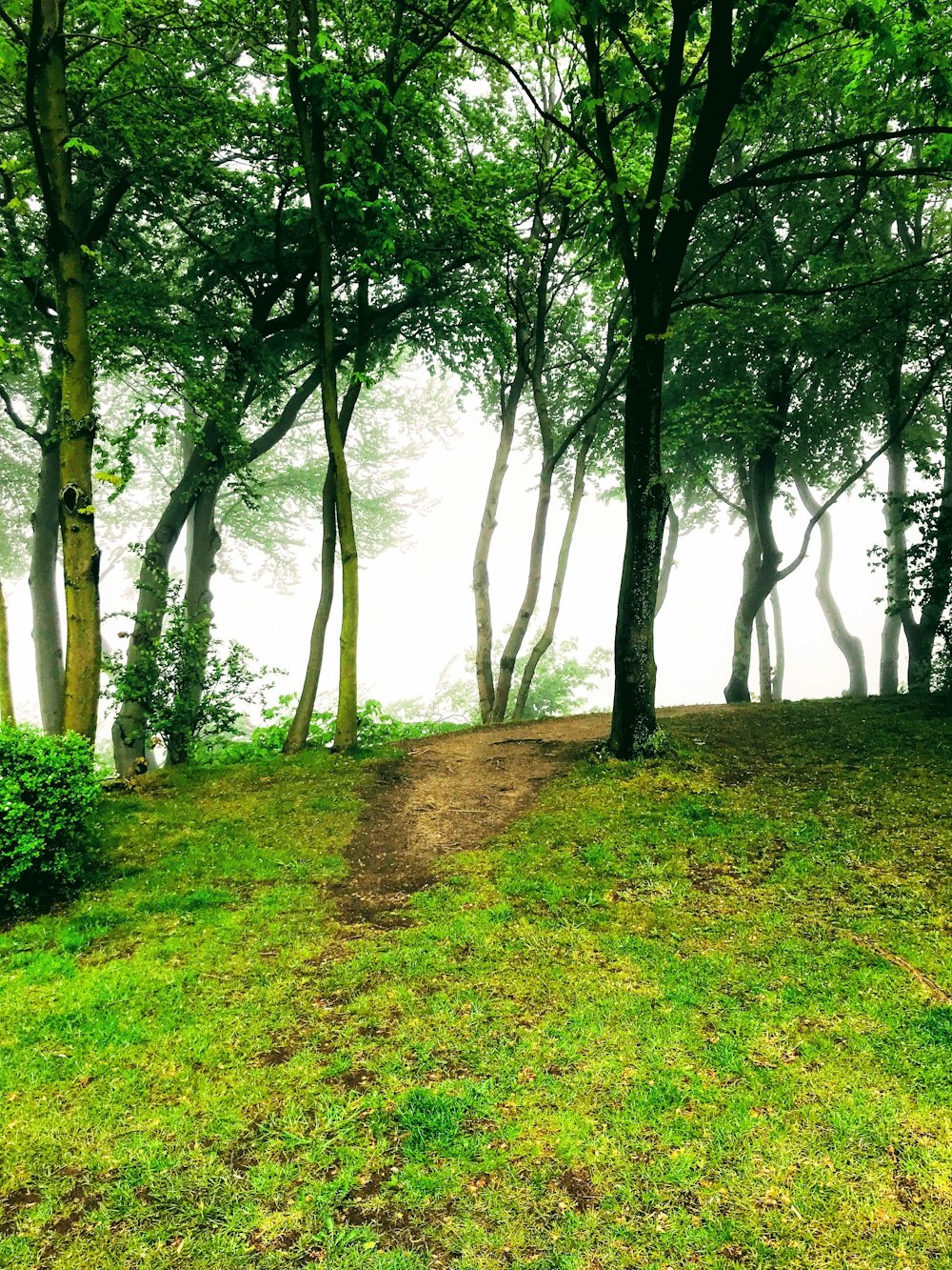 green leafed trees