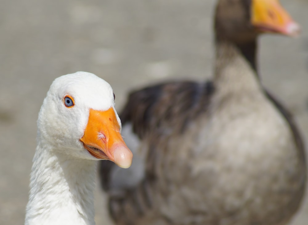 white and grey ducks