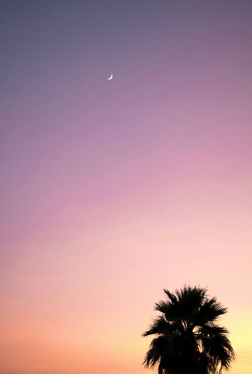 coconut palm tree under golden sky