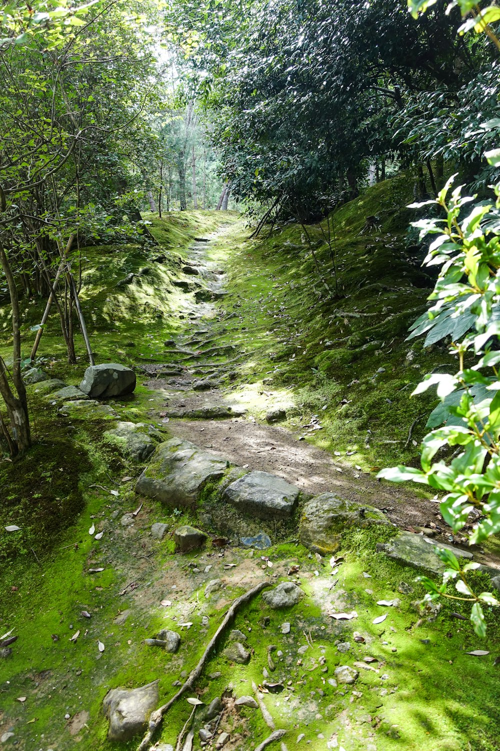 green-leafed tree