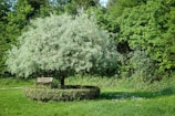 An elegant tree arrangement in a park setting.